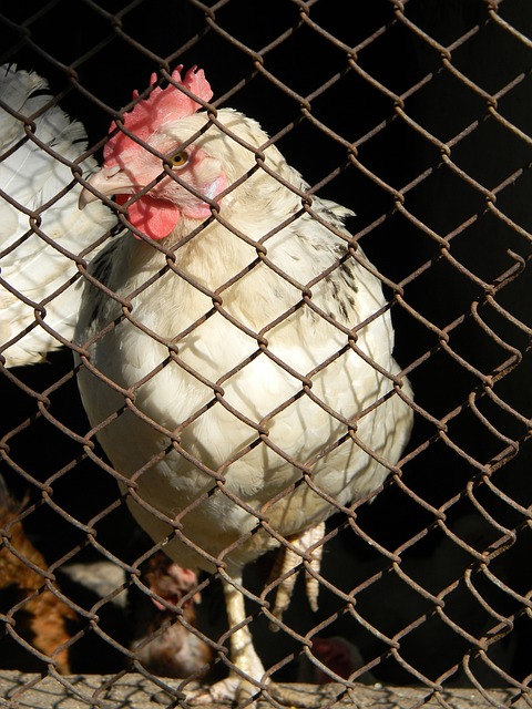 中路突破 中路突破